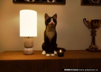 inzoi mod 猫狗野生动物动态宠物随处放【N网MOD】